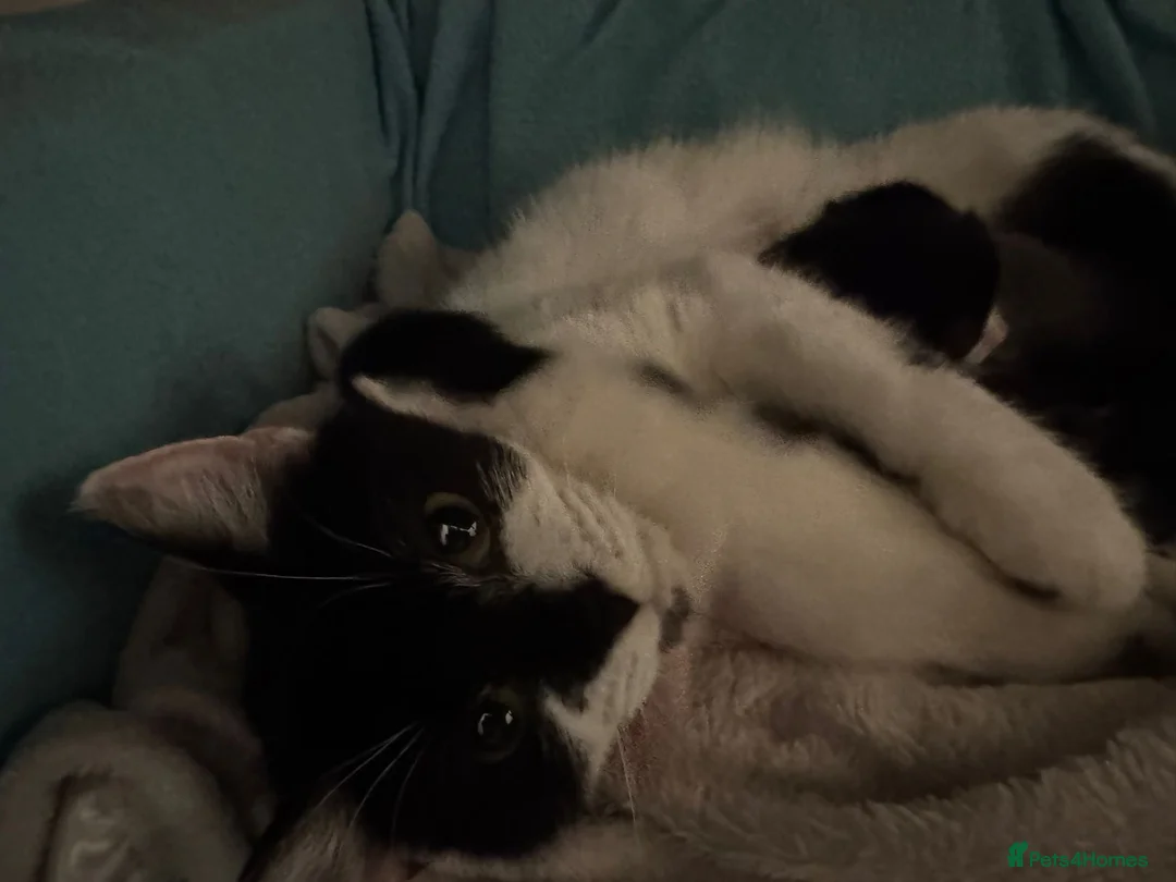 Mixed Breed cats for sale: Last kitten remaining from litter of 4 in Gloucester - Advert 2