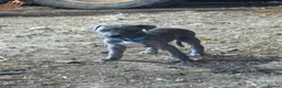 Lurcher dogs for sale: Lurcher Puppies  in Horsham - Advert 2
