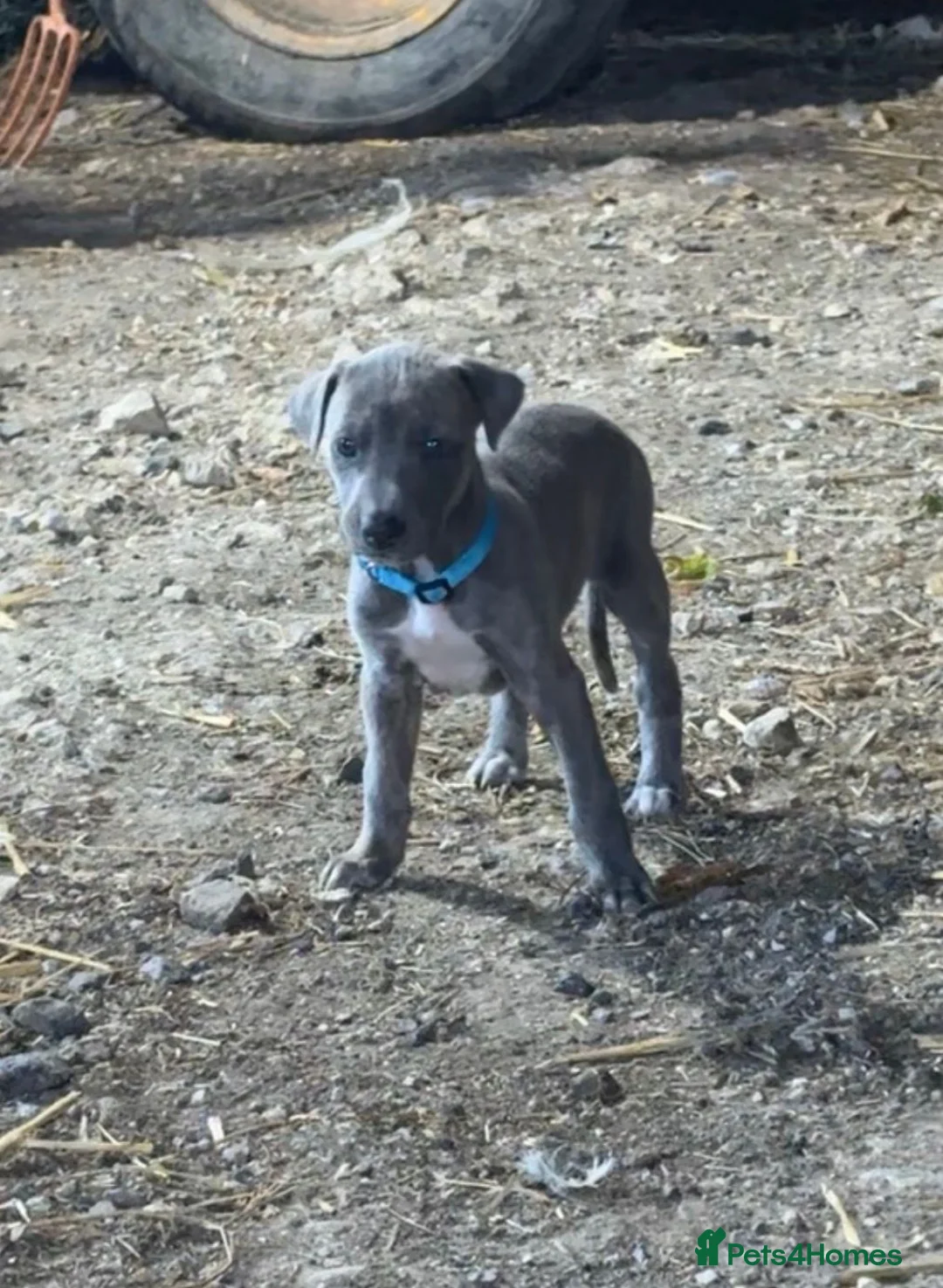 Lurcher dogs for sale: Lurcher Puppies  in Horsham - Advert 2