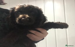 Cockapoo dogs for sale: F1 cockapoo puppies registered breeder - Image 16