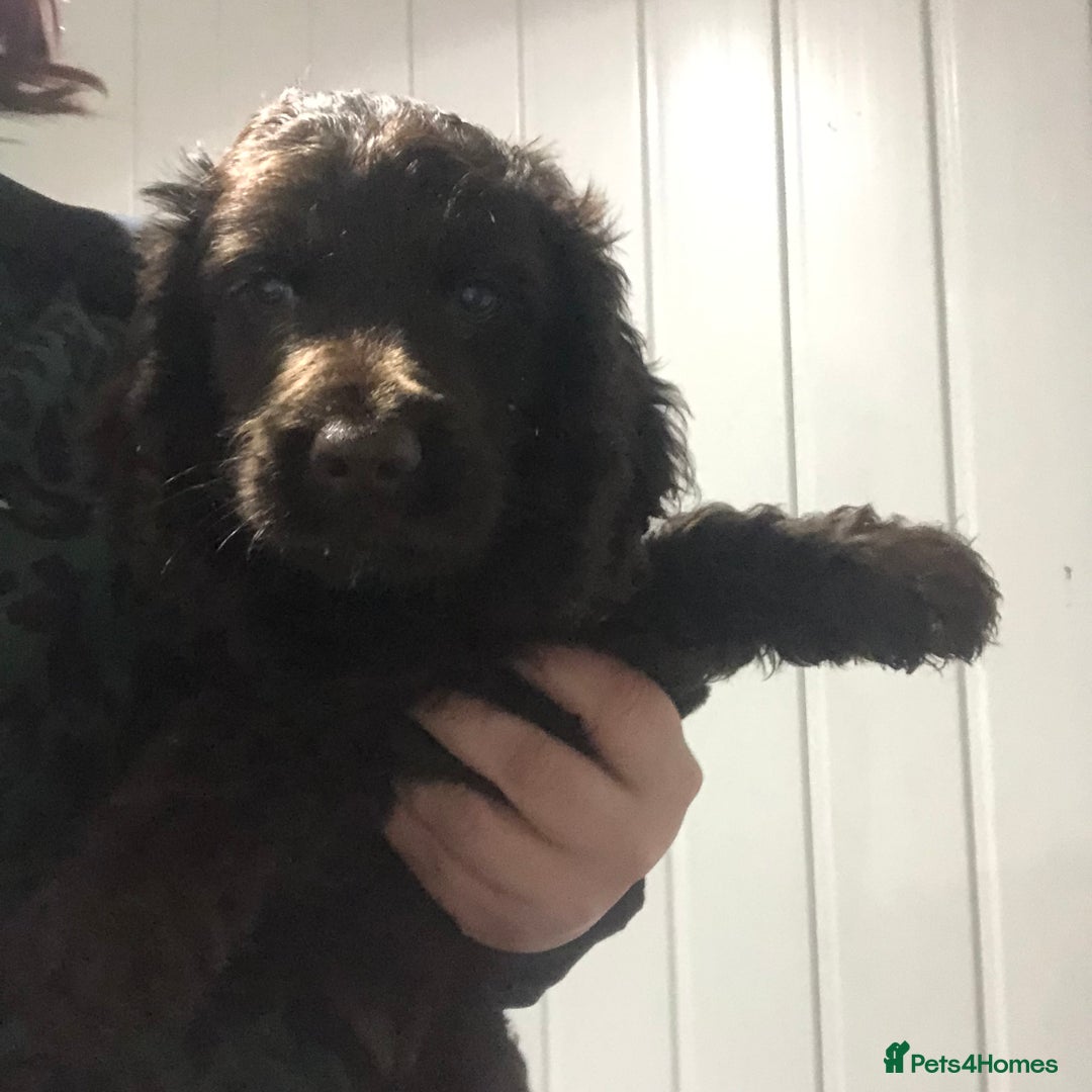 Cockapoo dogs for sale: F1 cockapoo puppies registered breeder - Image 16