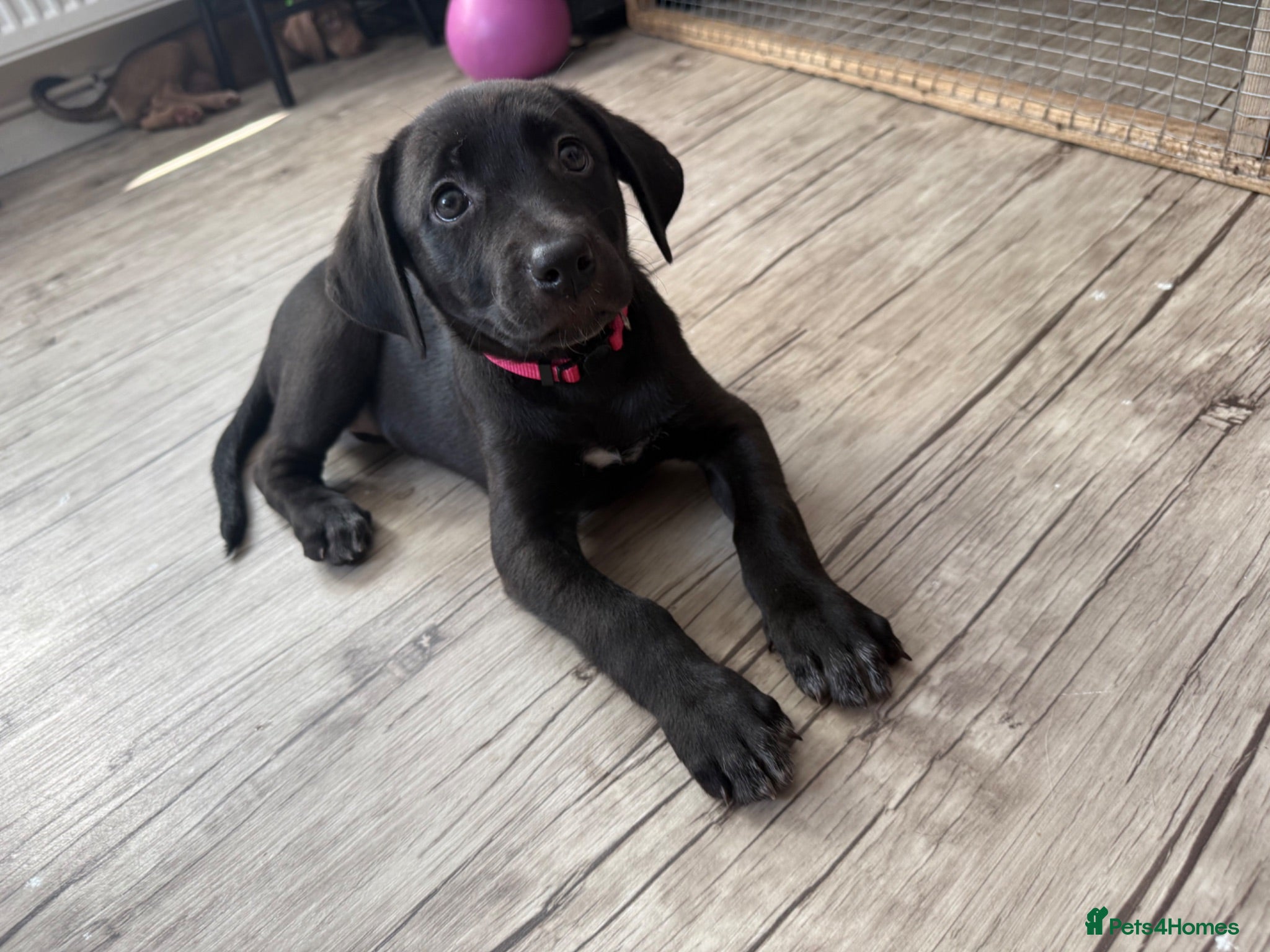 Mixed Breed dogs Gorgeous Siberian Shepsky x Weimaraner Puppies  - Advert 2