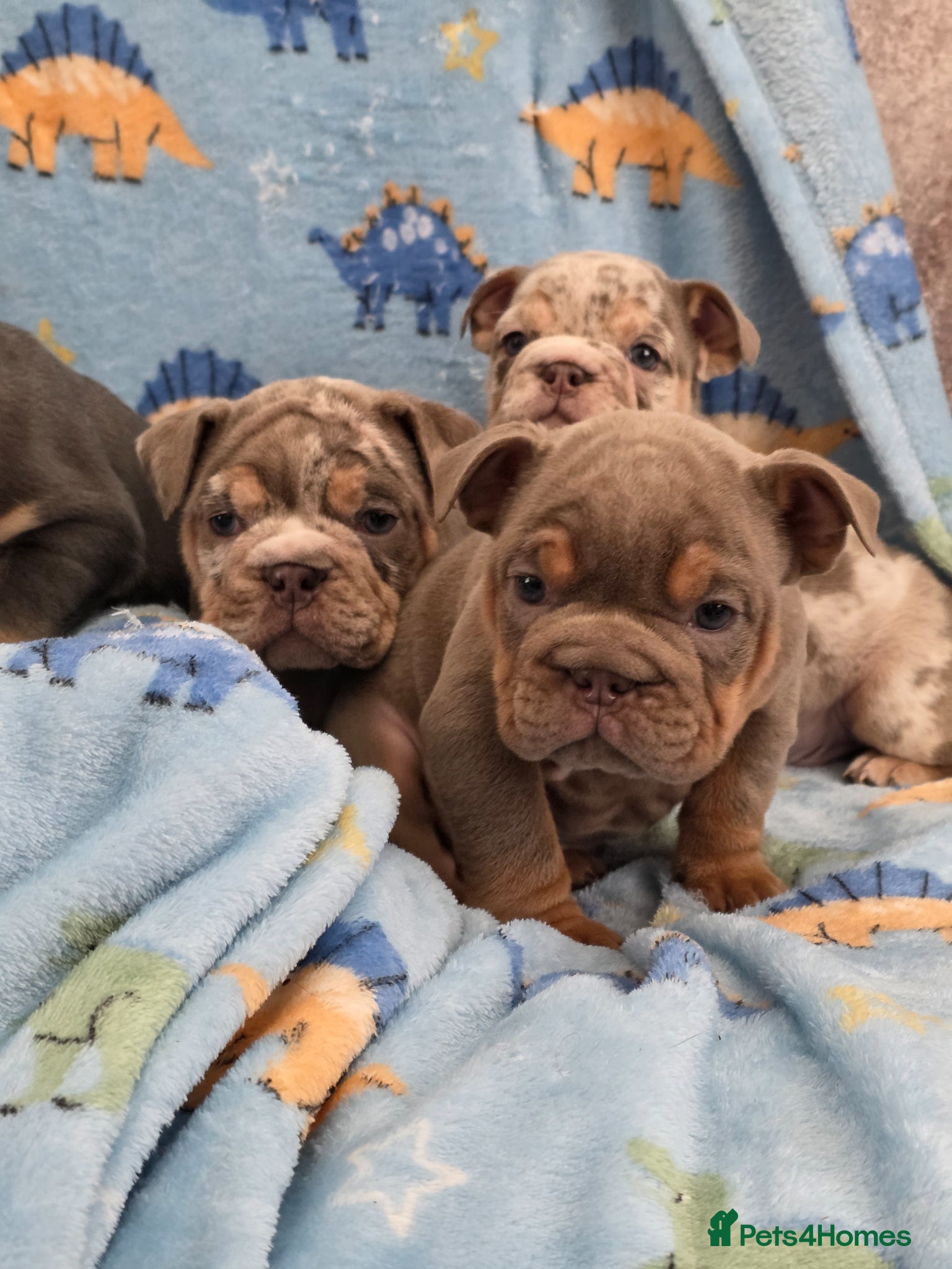 English Bulldog dogs british bulldog pups - Advert 3
