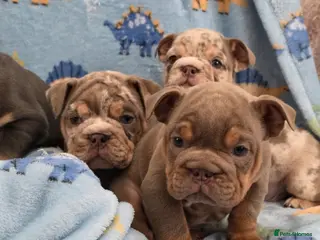 English Bulldog dogs british bulldog pups - Advert 3
