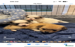 Pomchi dogs for sale: I have to sell my little man - Image 6