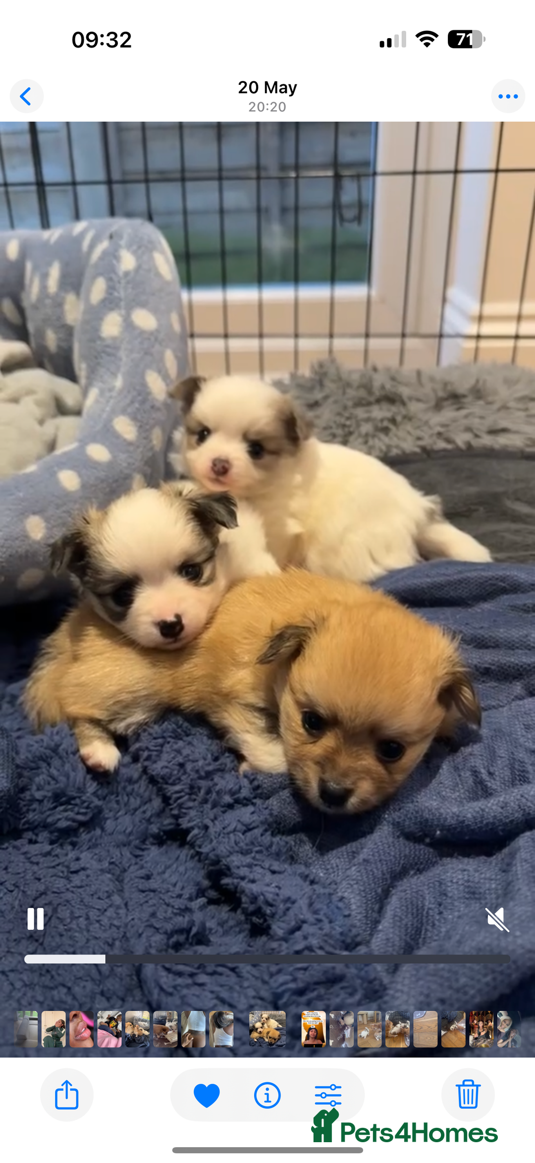Pomchi dogs for sale: I have to sell my little man - Image 6