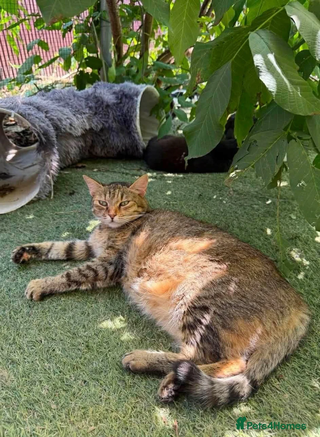 Mixed Breed cats for adoption: Lala - Norwich Norfolk  - Advert 6