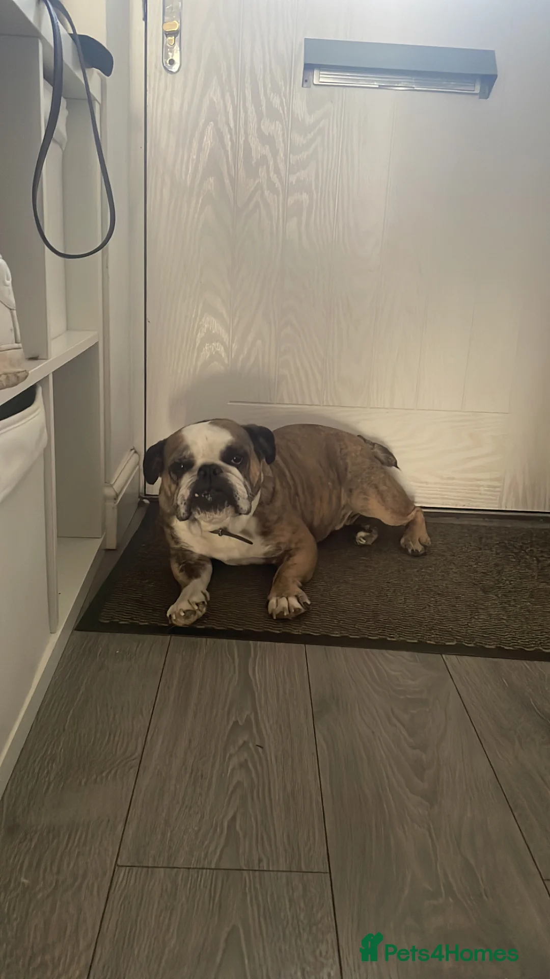 English Bulldog dogs for sale: English bulldog - Advert 4