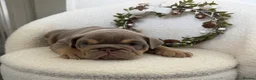 English Bulldog dogs for sale: Stunning English Bulldog Puppies 💖 - Advert 15