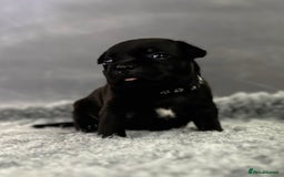 Staffordshire Bull Terrier dogs for sale: Paws Above The Rest  - Image 17