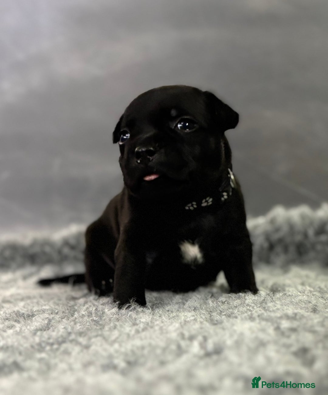 Staffordshire Bull Terrier dogs for sale: Paws Above The Rest  - Image 17