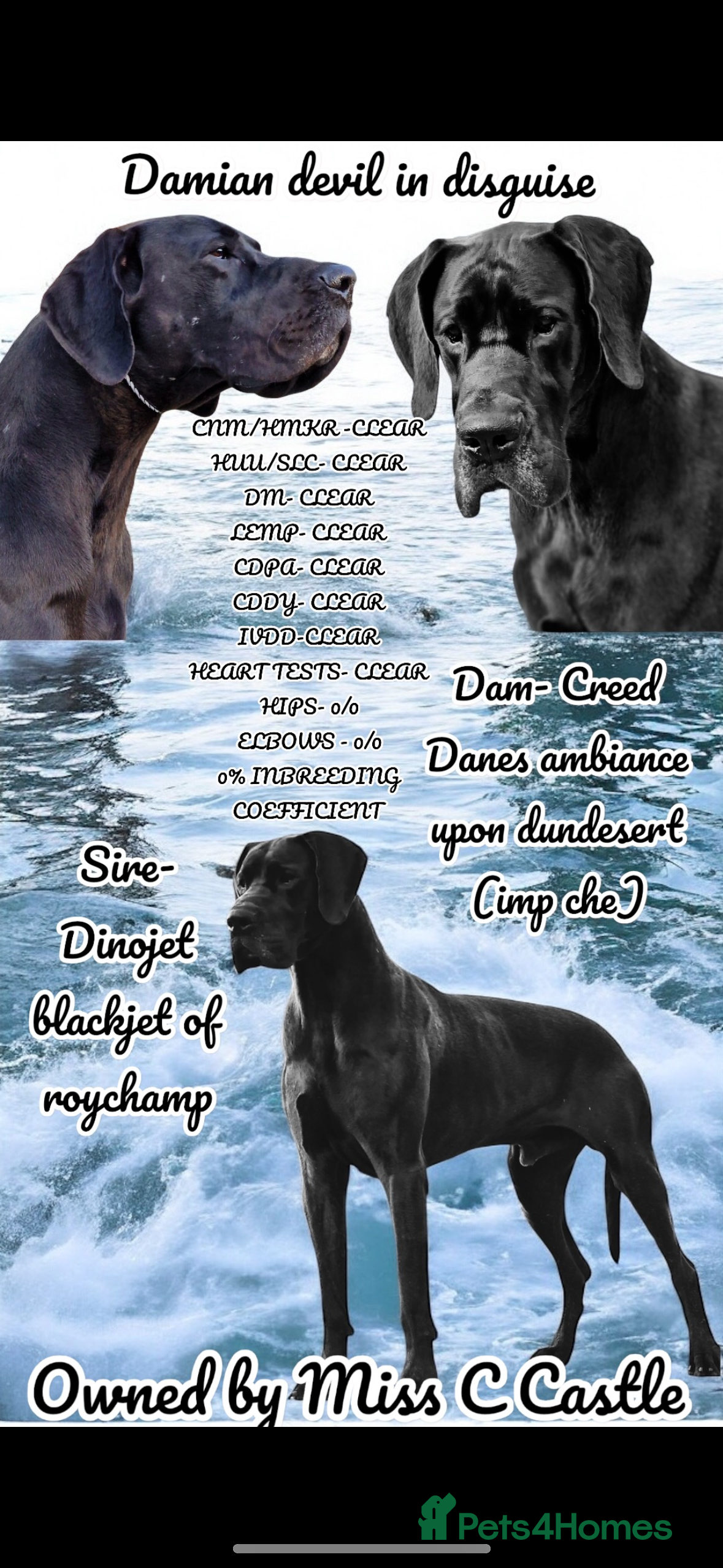 Great Dane dogs FULLY HEALTH TESTED CHAMPION LINE SOLID BLACK BOY - Advert 1