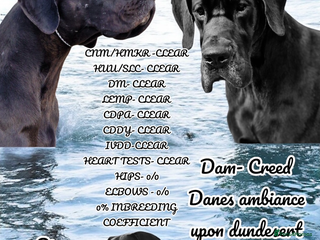 Great Dane dogs FULLY HEALTH TESTED CHAMPION LINE SOLID BLACK BOY - Advert 3