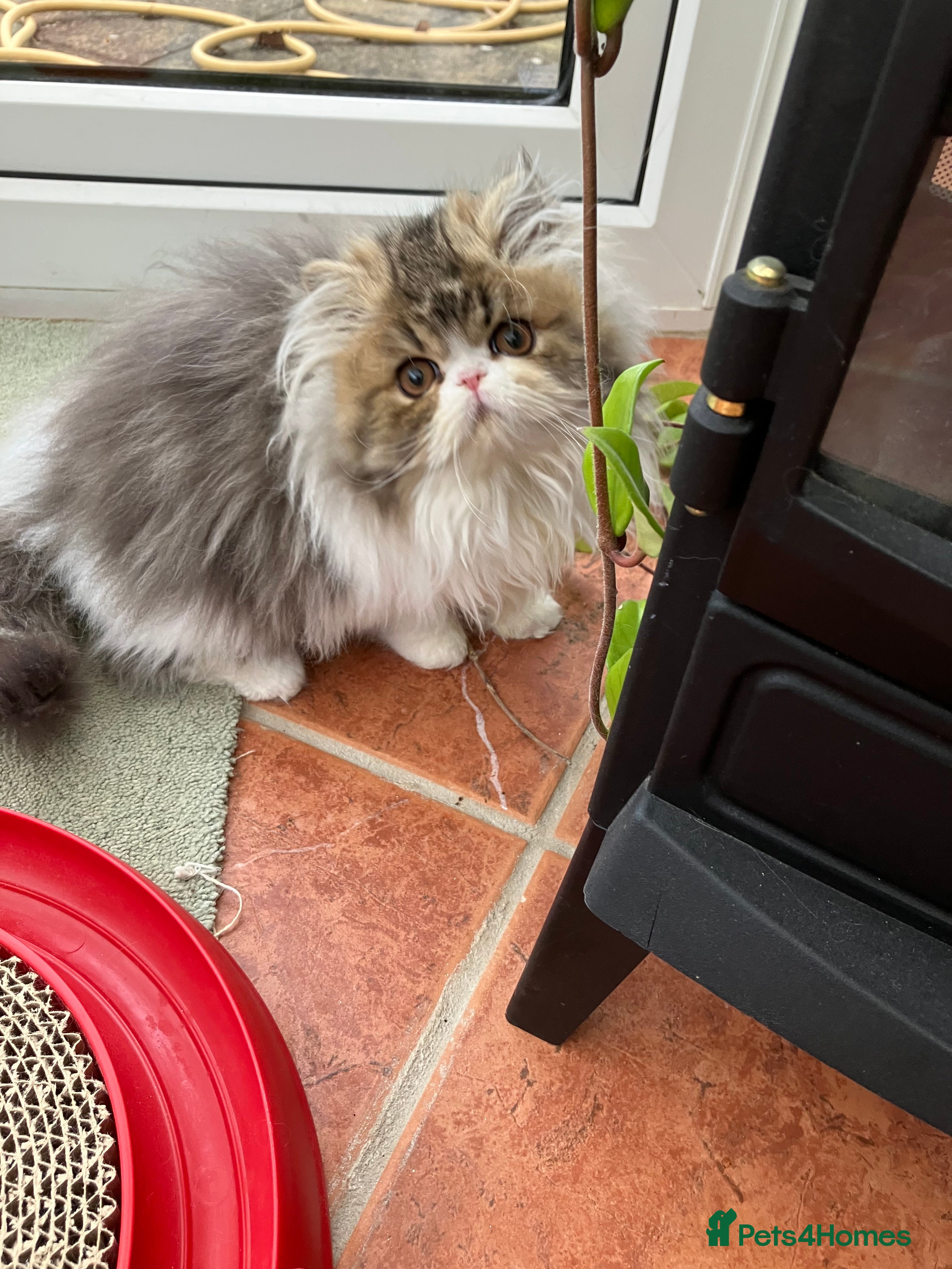 Persian cats GCCF registered Pure Persian Kittens  - Advert 8