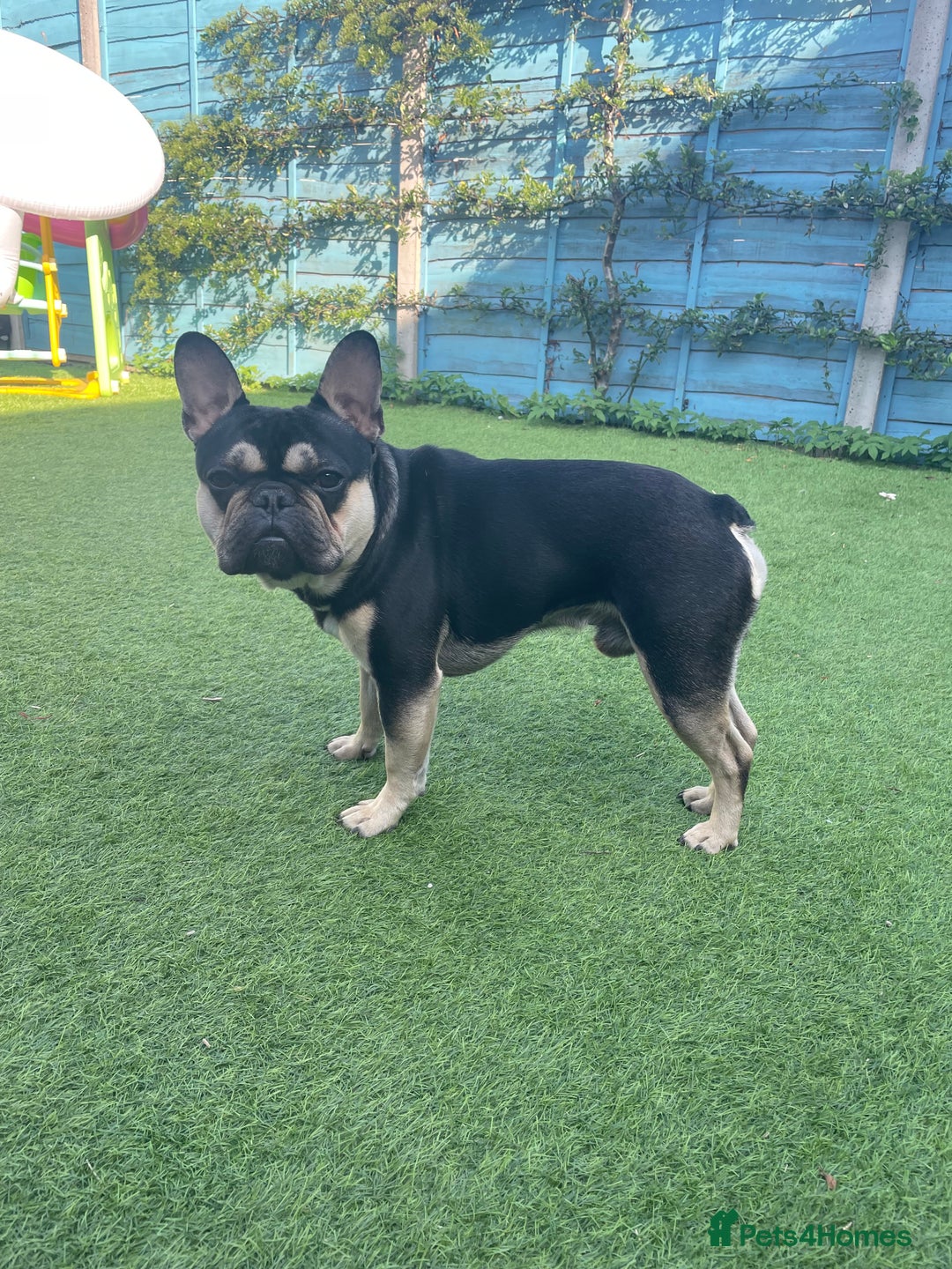 French Bulldog dogs for sale: 18 month old male black and brown French bulldog  - Advert 3