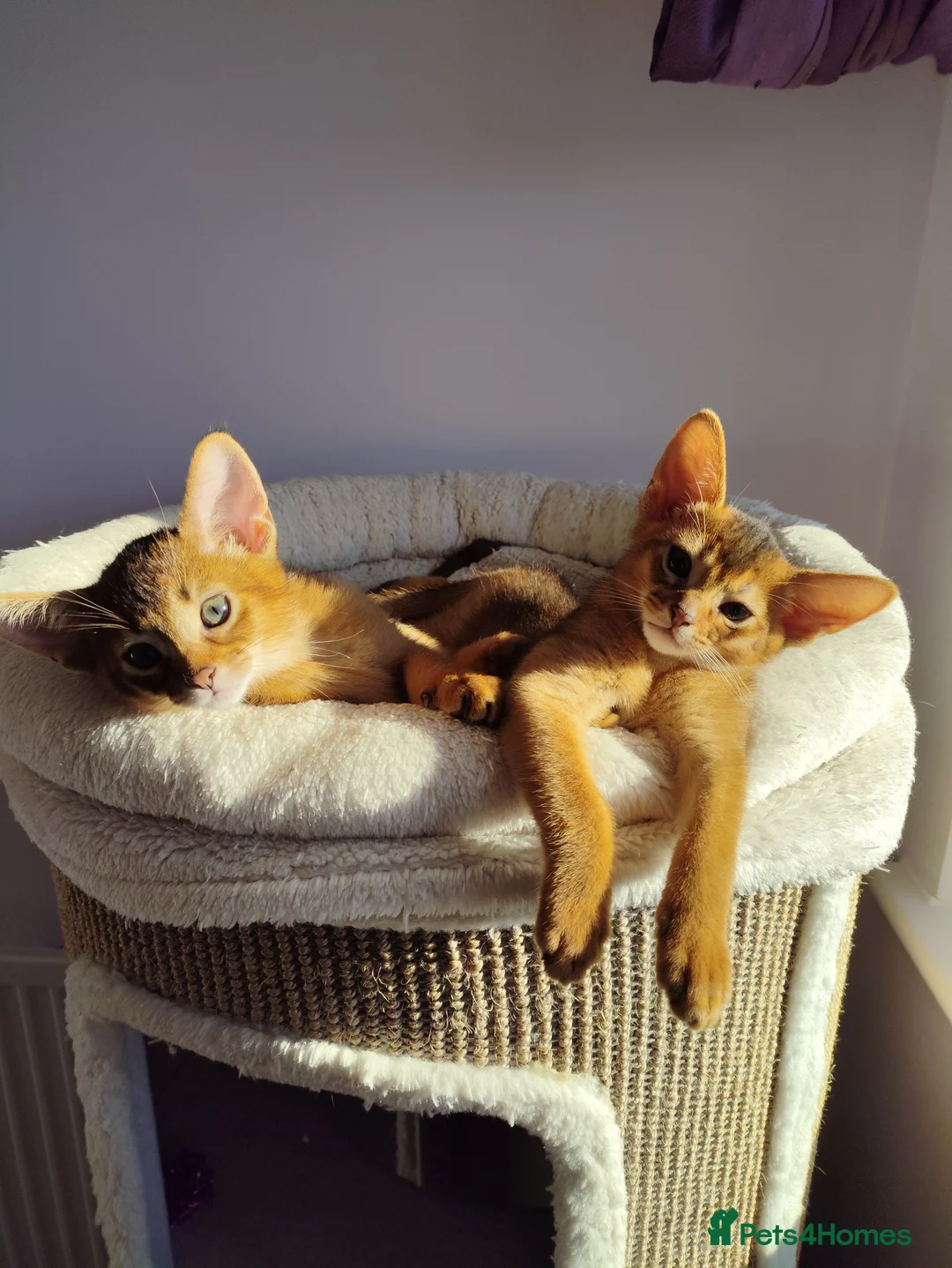 Abyssinian cats for sale: Beautiful Abyssinian Kittens 🐈 - Advert 11