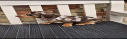 Miniature Dachshund dogs for sale: Miniature dachshunds - Advert 9