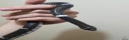 Snake reptiles for sale: Tri colour hognose snake  - Advert 4