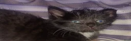 Maine Coon cats for sale: Maincoons  - Advert 5