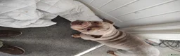 Olde English Bulldogge dogs for sale: Brian in Chesterfield - Advert 4