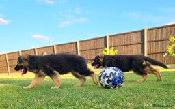 German Shepherd dogs for sale: Outstanding KC longhaired german shepherd puppies - Image 9