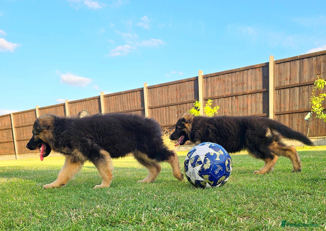 German Shepherd dogs for sale: Outstanding KC longhaired german shepherd puppies - Image 9