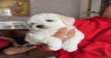 Poochon dogs - Advert 5