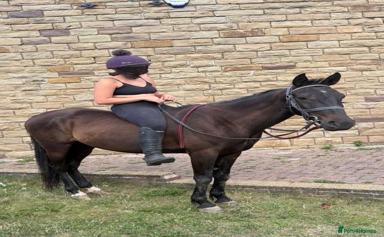 Trotter horses - Advert 2