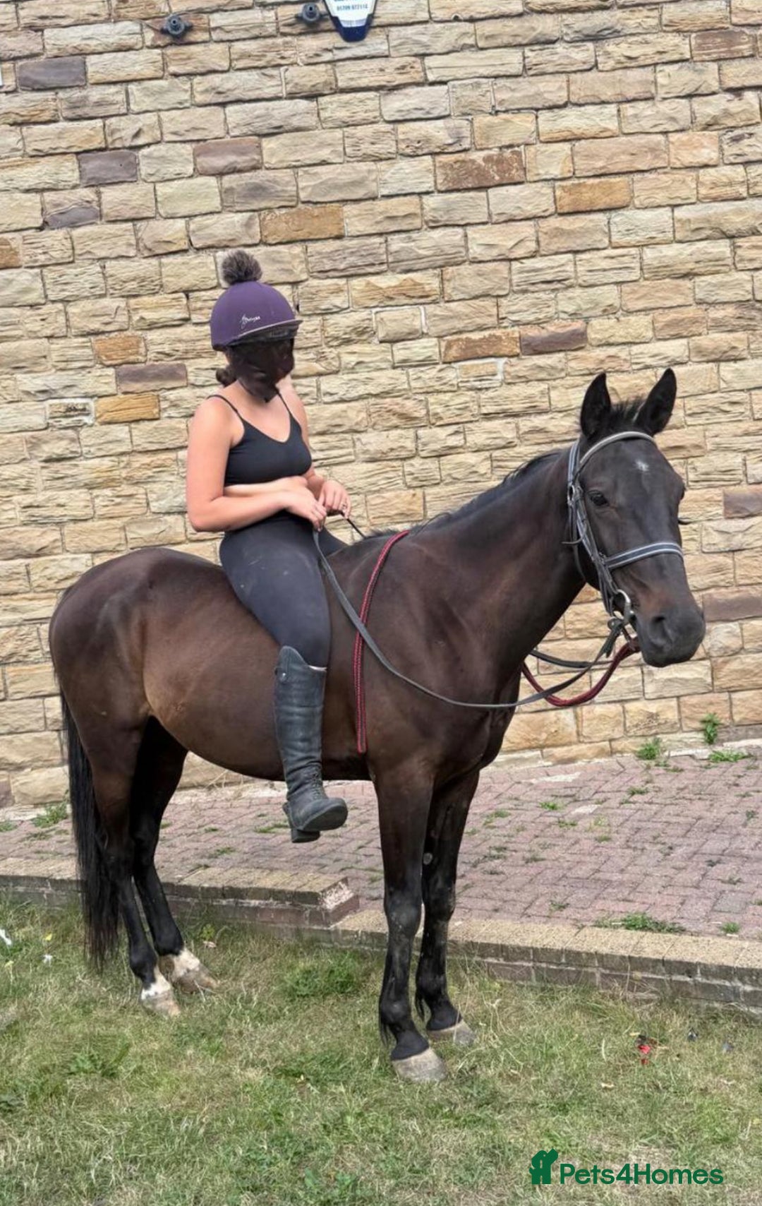 Trotter horses for sale: ❗️Ride and drive gelding for sale ❗️ - Image 1