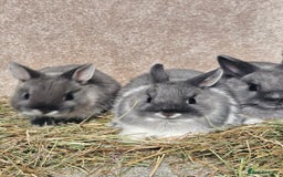 Netherland Dwarf rabbits for sale: Smoke Pearl Netherland Dwarfs all bucks  - Image 2