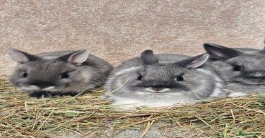 Netherland Dwarf rabbits - Advert 2