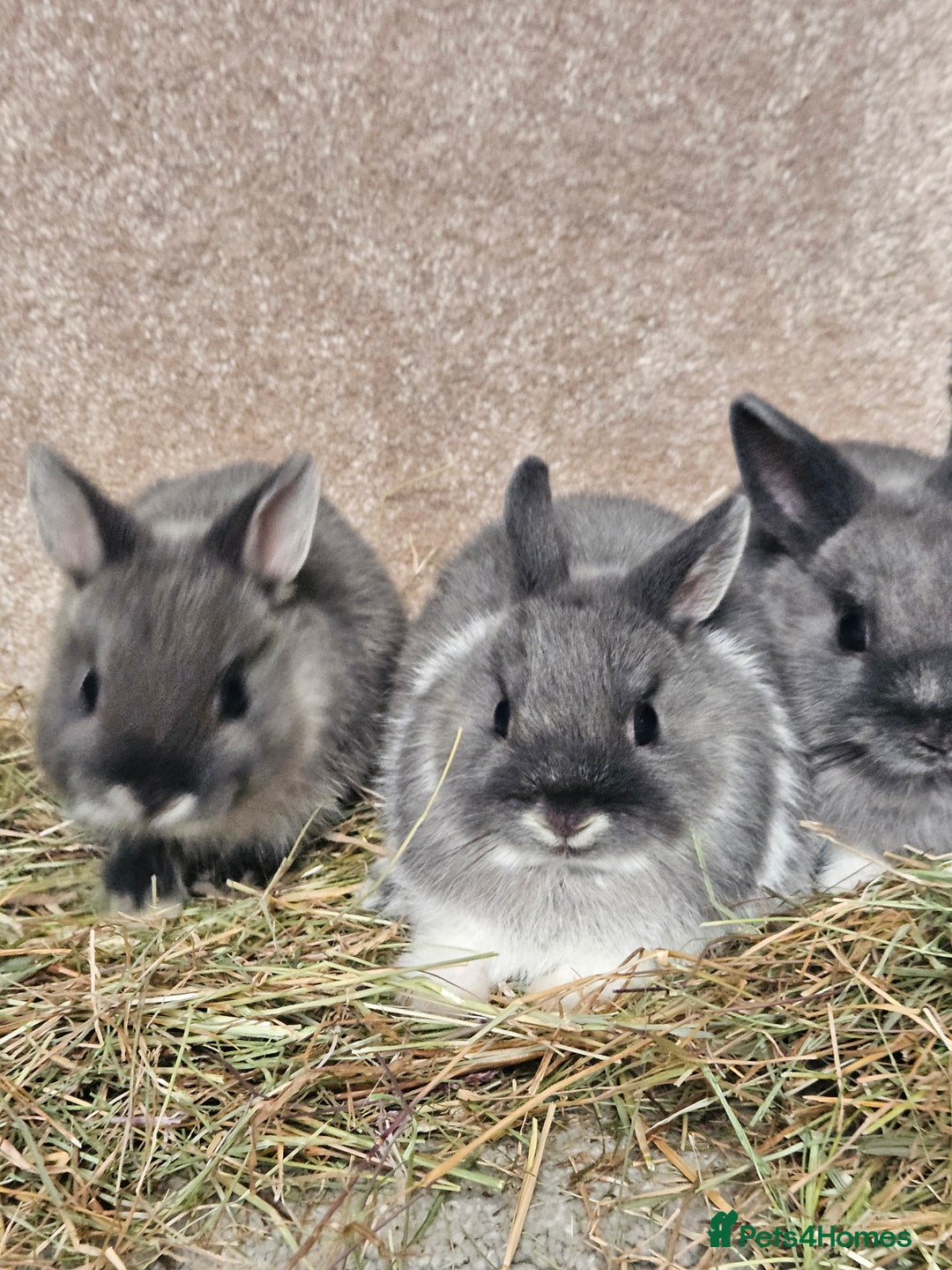 Netherland Dwarf rabbits for sale: Smoke Pearl Netherland Dwarfs all bucks  - Image 2