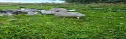 Ducks poultry for sale: Beautiful muscovy ducks in Hawick - Advert 3