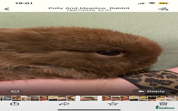 Mini Lion Lop rabbits for sale: 3 female dwarf one female mini lip  - Image 7