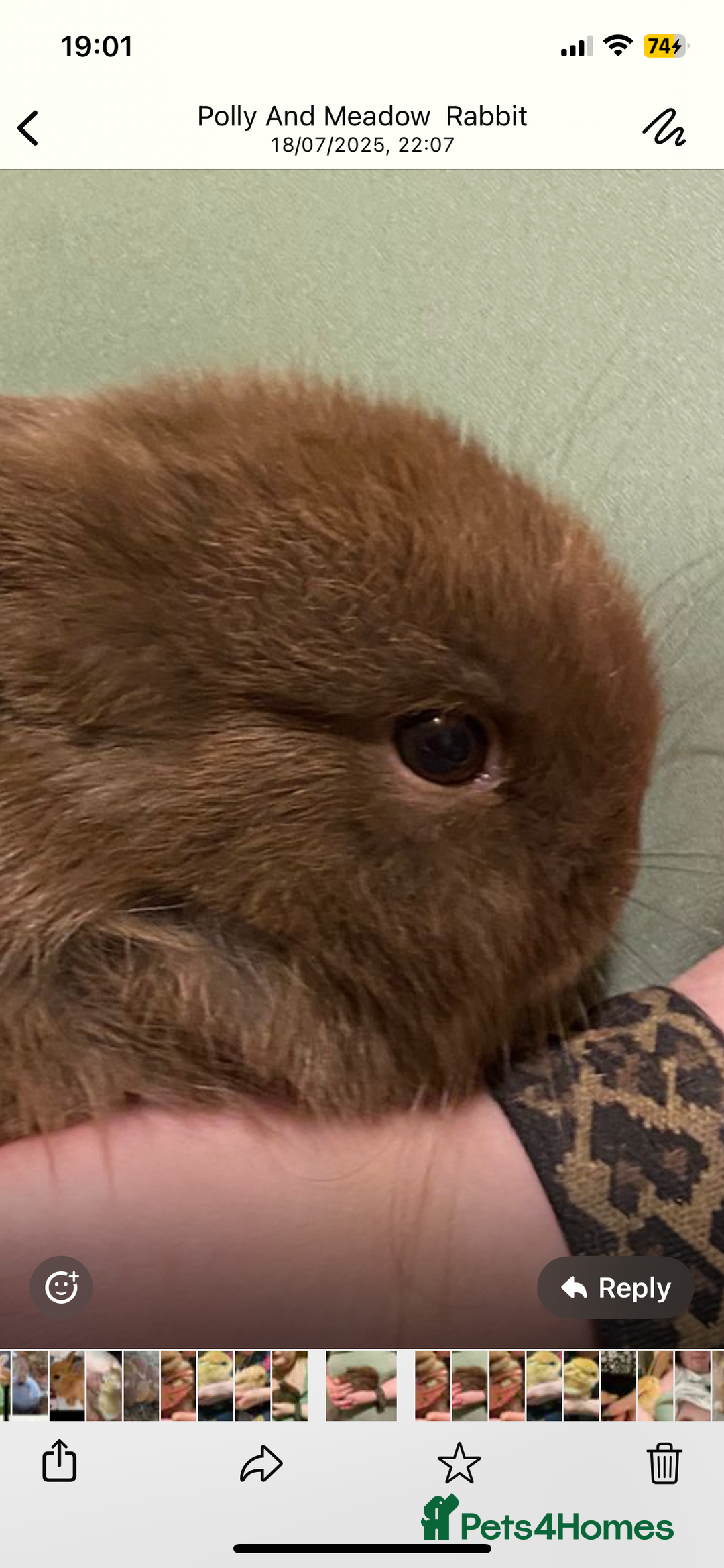 Mini Lion Lop rabbits for sale: 3 female dwarf one female mini lip  - Image 7