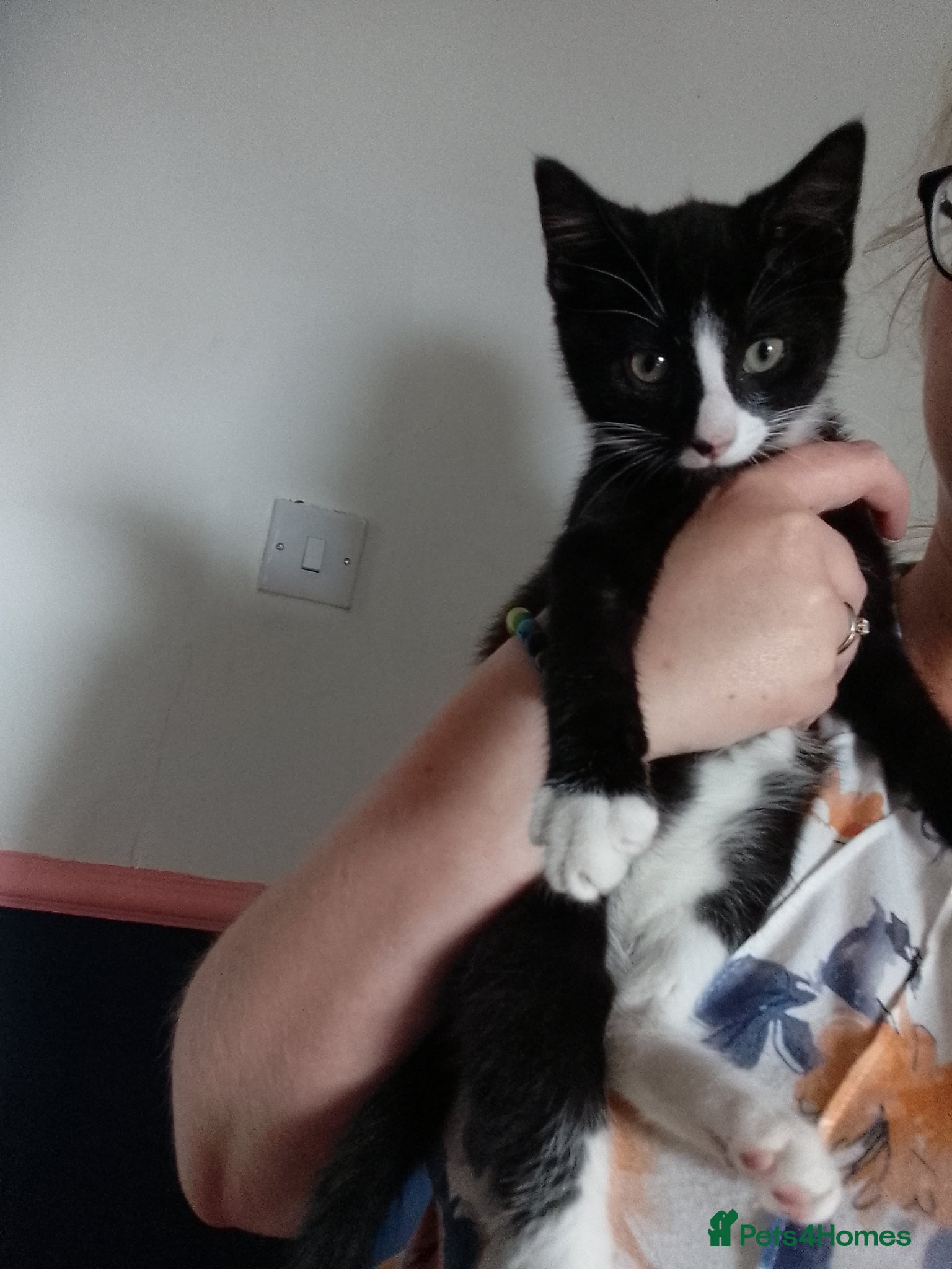 Mixed Breed cats LAST 2!! KITTENS READY NOW!! 1 MALE 1 FEMALE - Advert 17