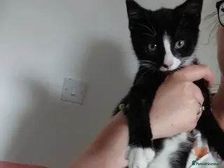 Mixed Breed cats £50 LAST 1!! MALE KITTEN READY NOW!! - Advert 1