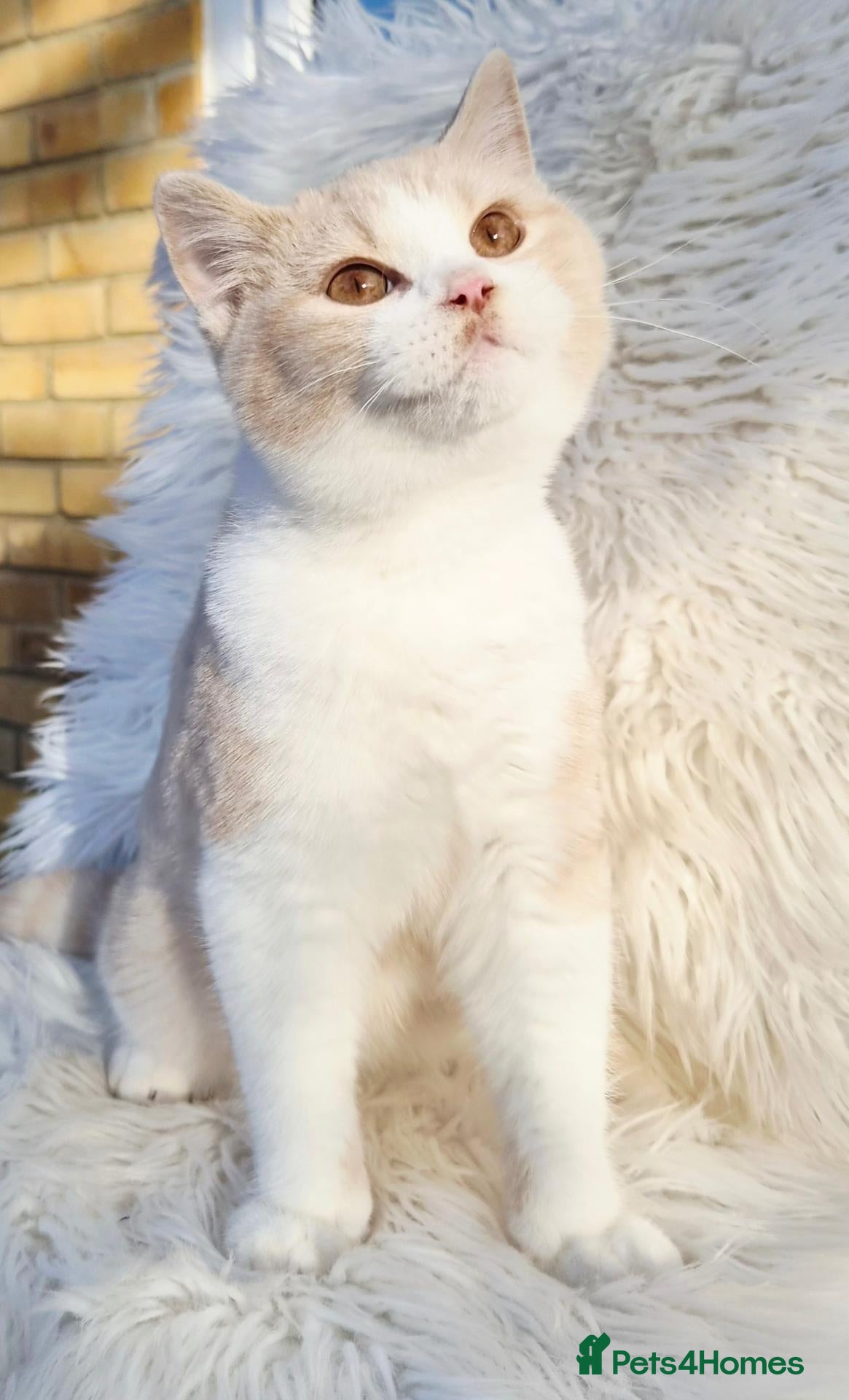 British Shorthair cats Gorgeous loving purr machines available now  - Advert 8