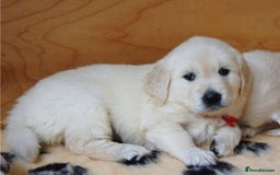 Golden Retriever dogs for sale: golden retriever  - Image 2