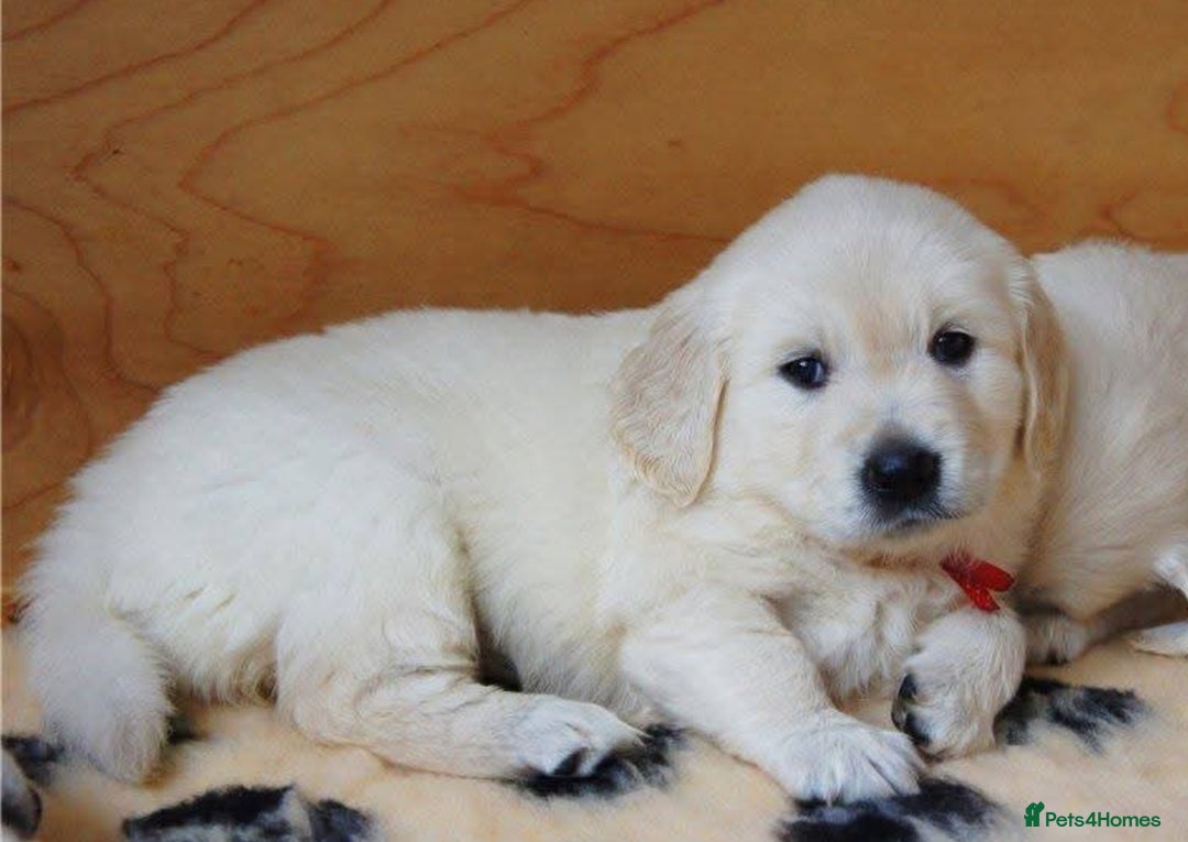 Golden Retriever dogs for sale: golden retriever  - Image 2