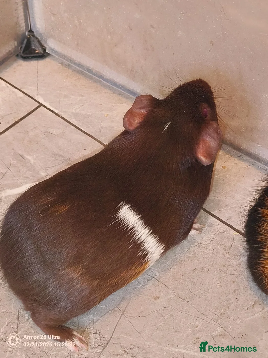 Guinea Pig rodents for sale: A very sad rehoming due to relocation no pets - Advert 3