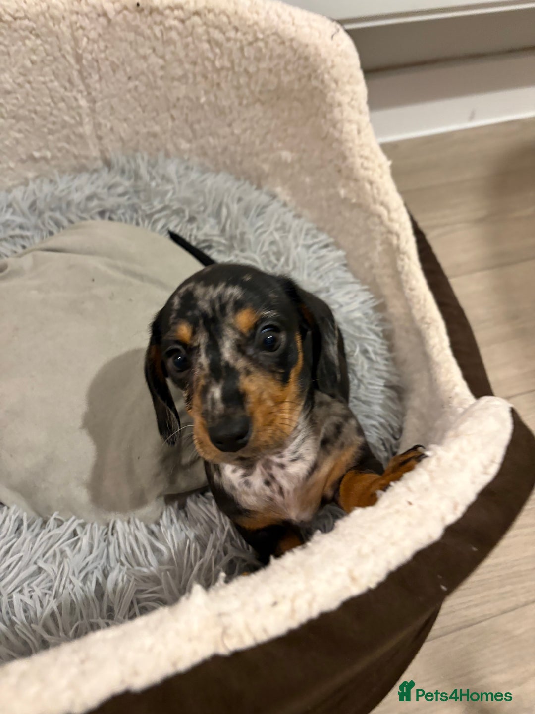 Miniature Dachshund dogs for sale: READY TO LEAVE KC Pedigree Miniature dachshunds - Advert 24