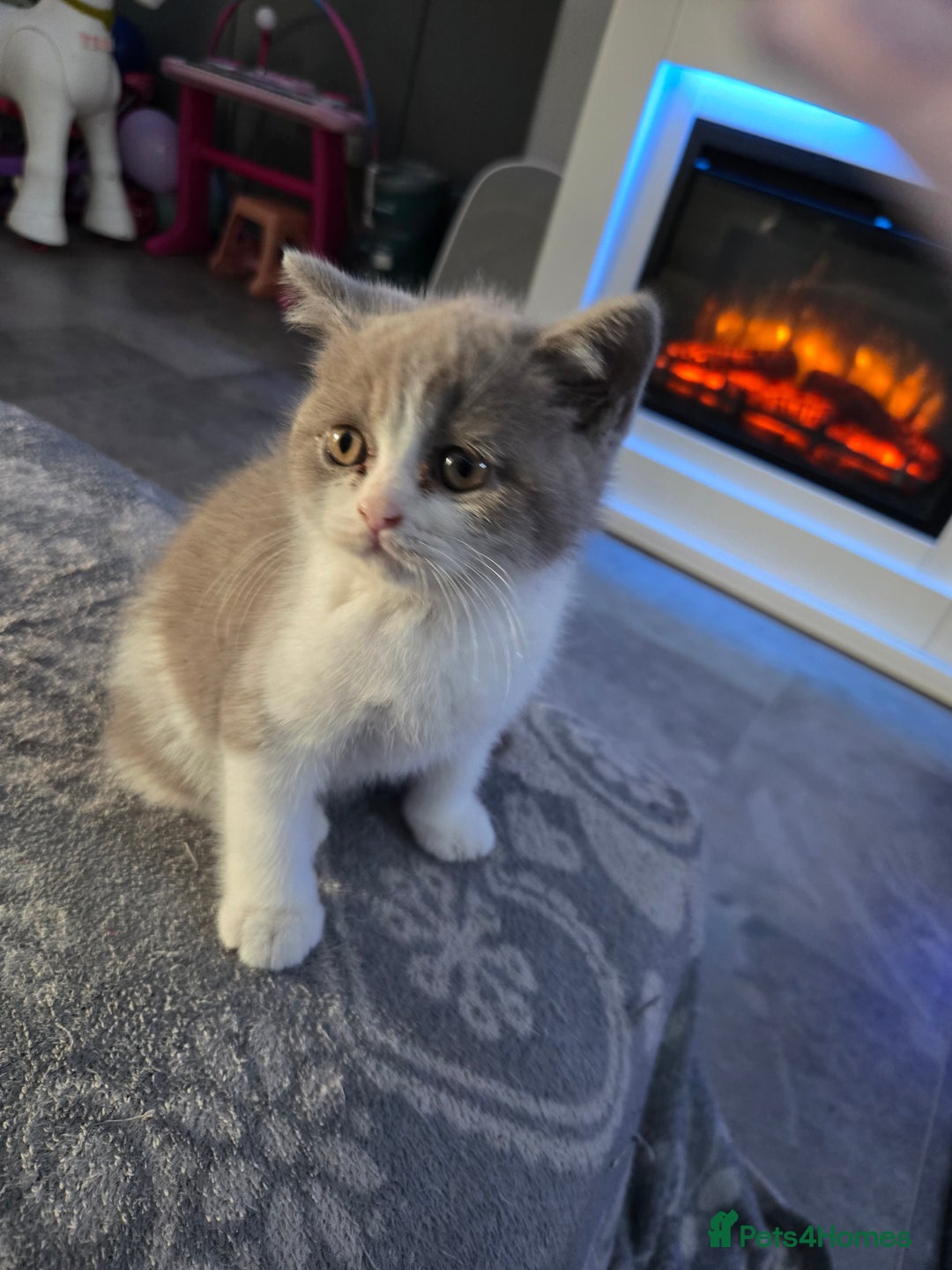 British Shorthair cats for sale: British short hair boys ready. Now - Advert 5