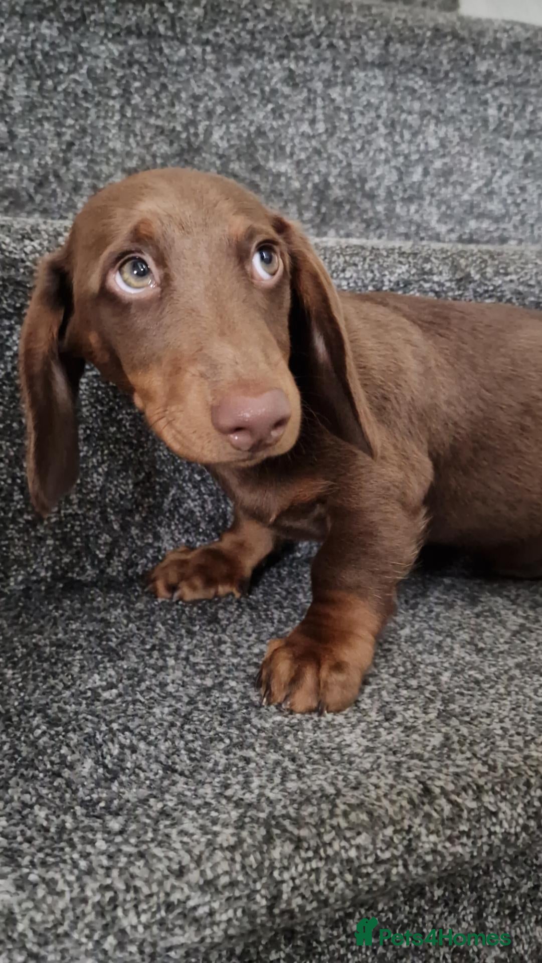 Miniature Dachshund dogs Last Puppy Male NOW Full Vaccination Dachshund - Advert 2