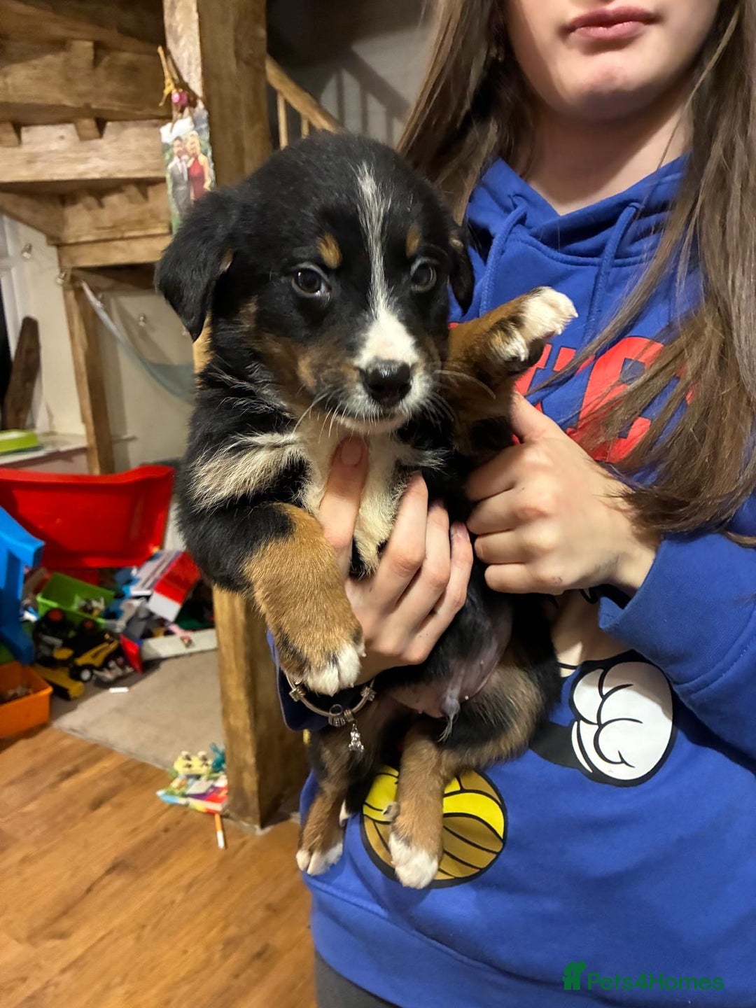 Mixed Breed dogs for sale: Bernese x border collie puppies in Rhayader - Advert 5