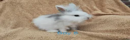 Lionhead rabbits for sale: Double mane lionhead rabbits - Advert 13