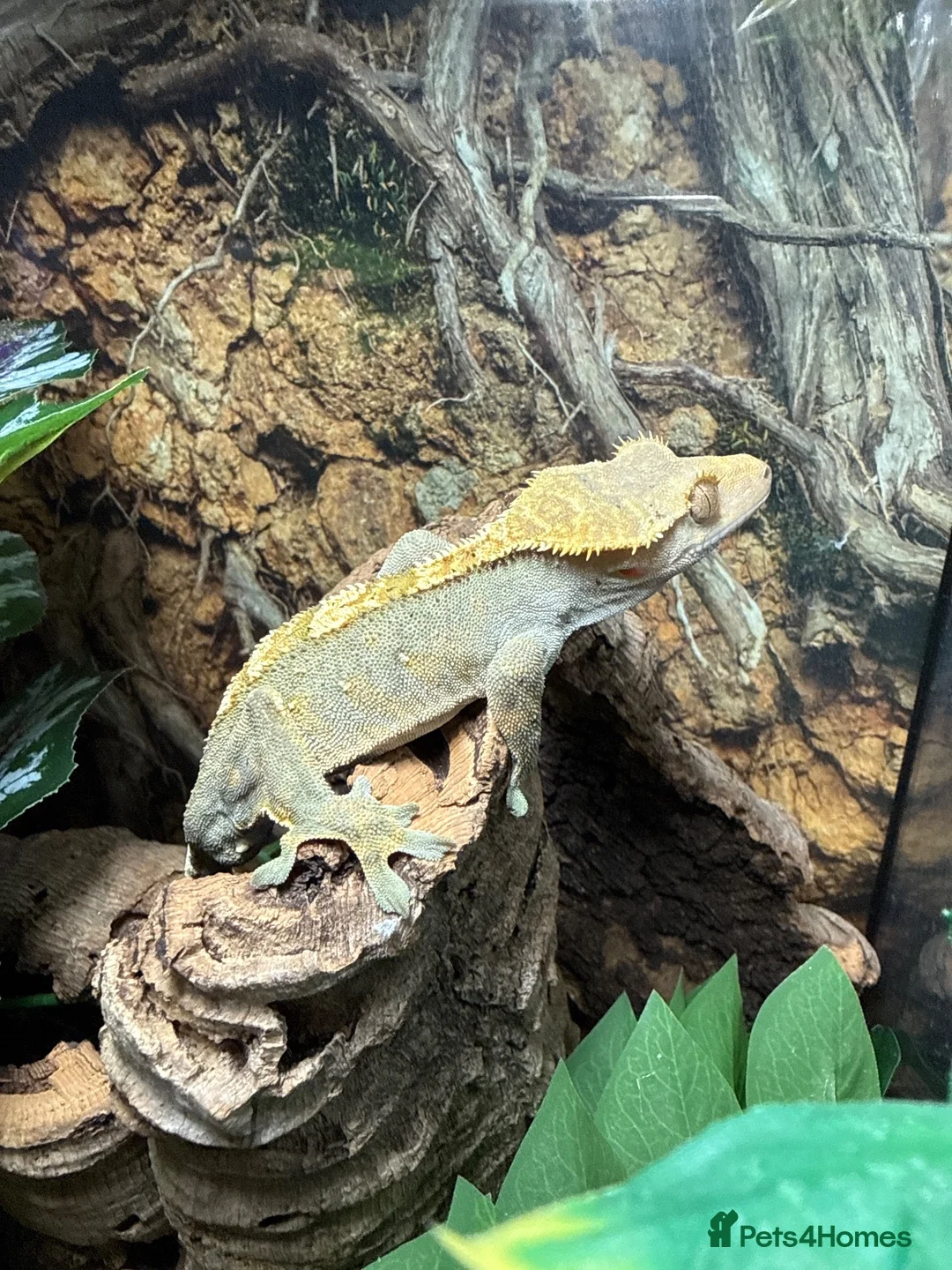 Gecko reptiles for sale: Crested Gecko - Advert 3