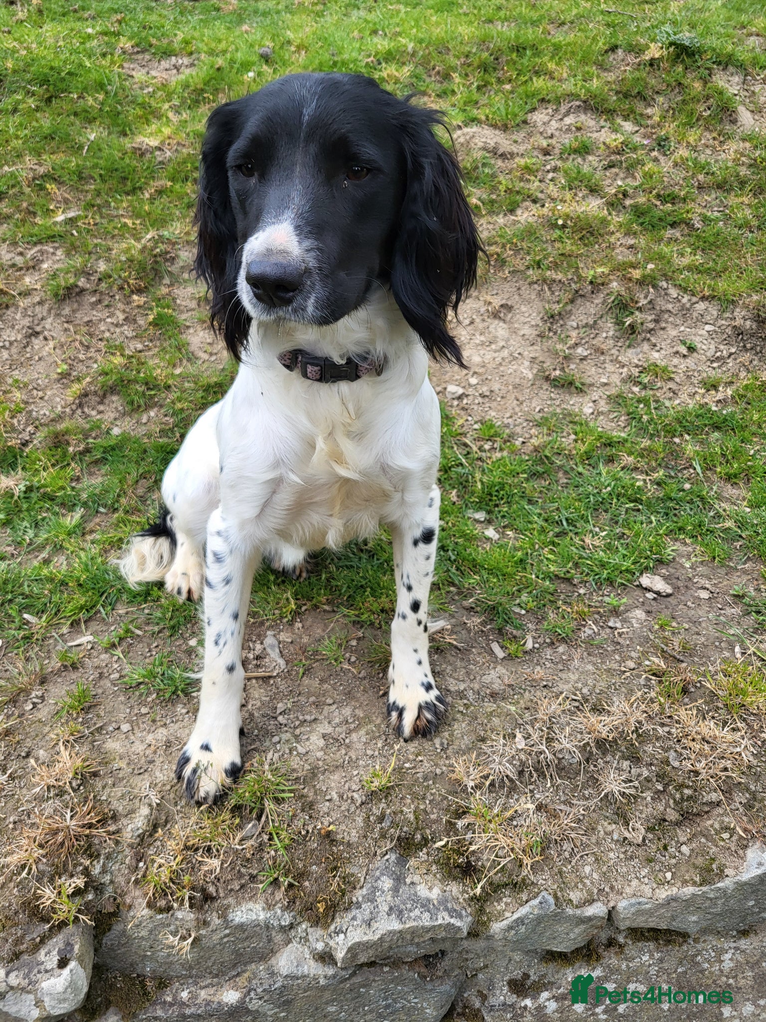 English Springer Spaniel dogs for sale: 9 month old kc reg springer bitch  - Advert 4