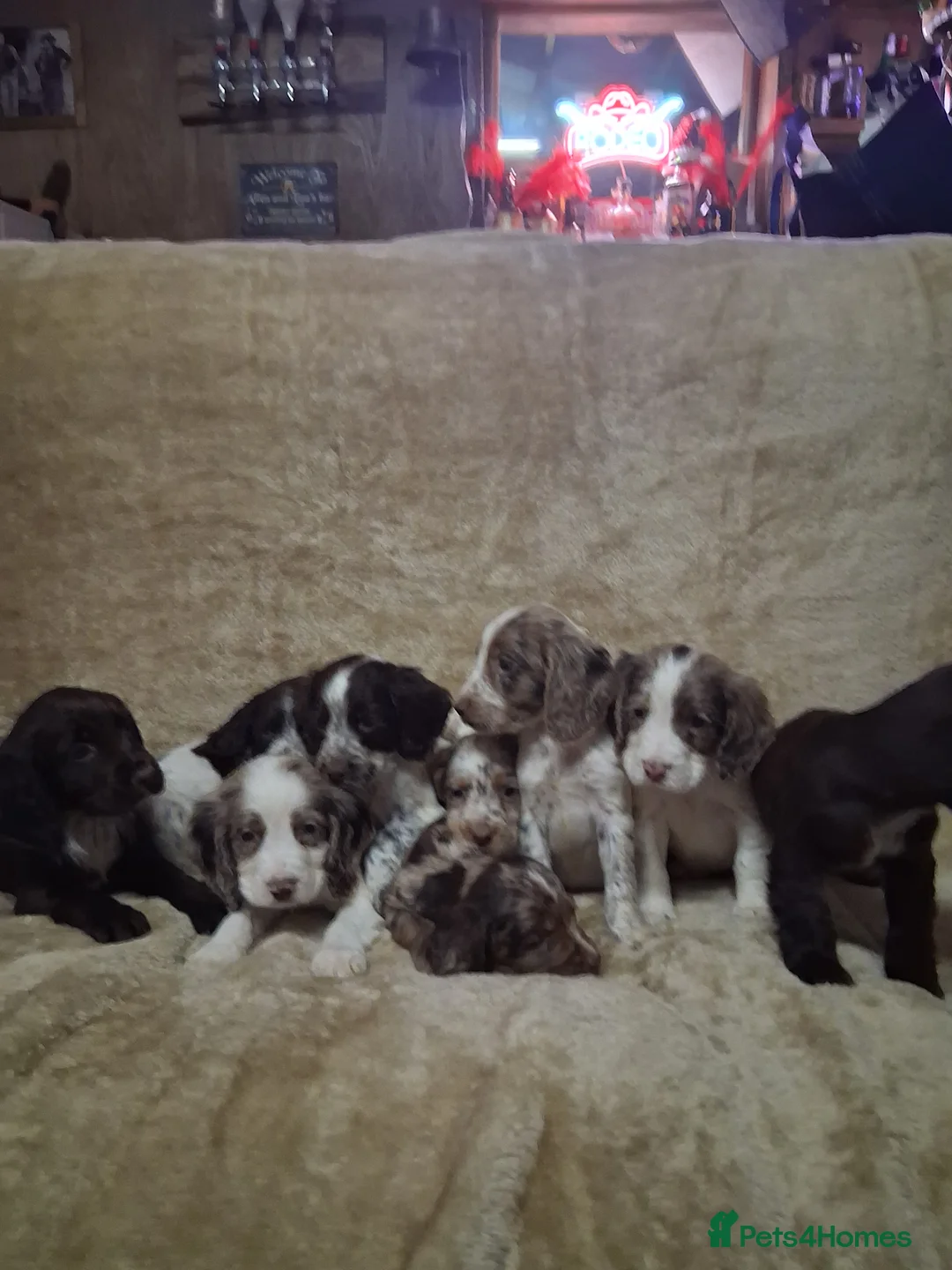 Cocker Spaniel dogs for sale: Cocker spaniel puppies - Advert 6