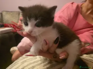 Mixed Breed cats Black & White Kitten - Advert 2
